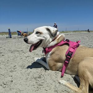 Fundraising Page: Emily Morrisey